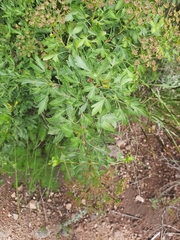 Polemannia montana