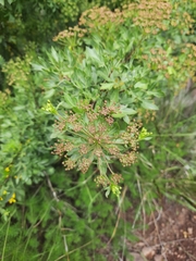 Polemannia montana