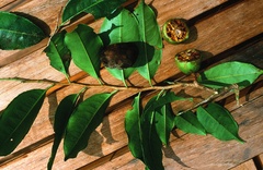 Sacoglottis amazonica