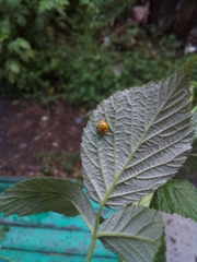 Psyllobora vigintiduopunctata