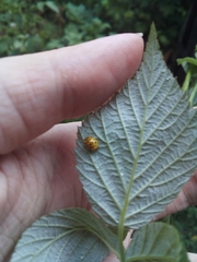 Psyllobora vigintiduopunctata