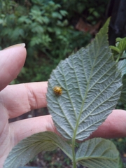 Psyllobora vigintiduopunctata