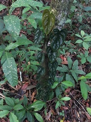 Philodendron brandtianum