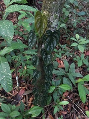 Philodendron brandtianum