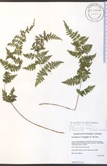 Cystopteris laurentiana