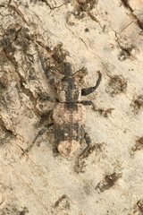 Pimelocerus perforatus