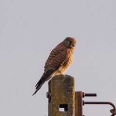 Falco tinnunculus