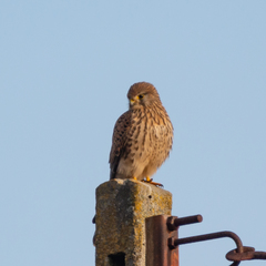 Falco tinnunculus