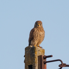 Falco tinnunculus