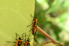 Tropidothorax sinensis