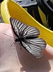 Aldania raddei