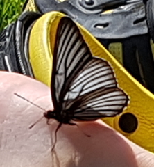 Aldania raddei