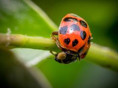 Harmonia axyridis