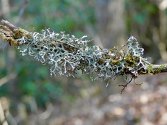 Heterodermia appalachensis