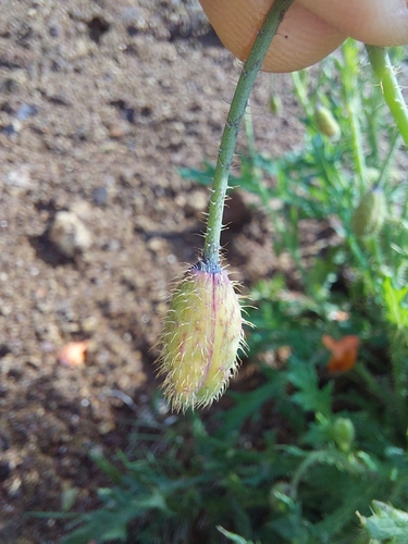 Image of Afropapaver aculeatum by (c) Manuel R Popp, some rights reserved (CC BY)