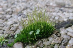 Funaria hygrometrica