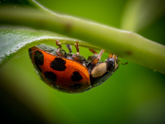 Harmonia axyridis