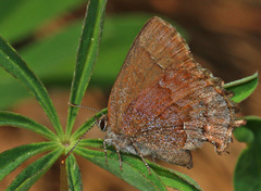 Callophrys irus
