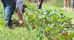 Beta vulgaris vulgaris
