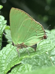 Cyanophrys herodotus