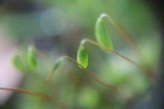 Ptychostomum capillare