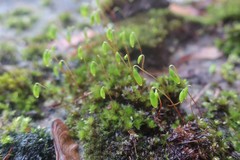 Ptychostomum capillare