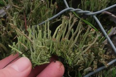 Cladonia