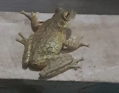 Osteopilus septentrionalis