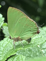 Cyanophrys herodotus