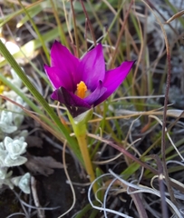 Romulea camerooniana