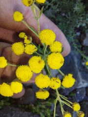 Pentzia cooperi