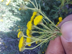 Pentzia cooperi