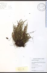 Asplenium trichomanes trichomanes