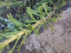 Pentzia cooperi