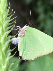 Cyanophrys herodotus