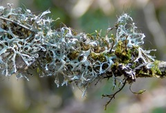 Heterodermia appalachensis