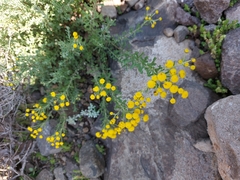 Pentzia cooperi