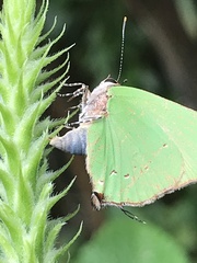 Cyanophrys herodotus