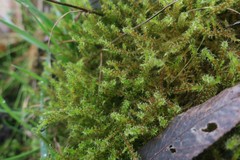 Rhytidiadelphus squarrosus