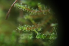 Rhytidiadelphus squarrosus