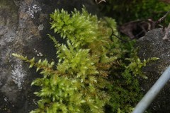 Brachythecium rutabulum