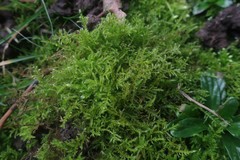 Kindbergia praelonga