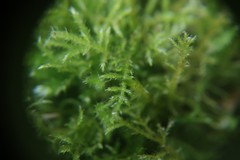 Kindbergia praelonga