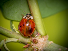 Harmonia axyridis