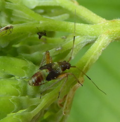 Closterotomus fulvomaculatus