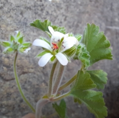 Pelargonium capituliforme