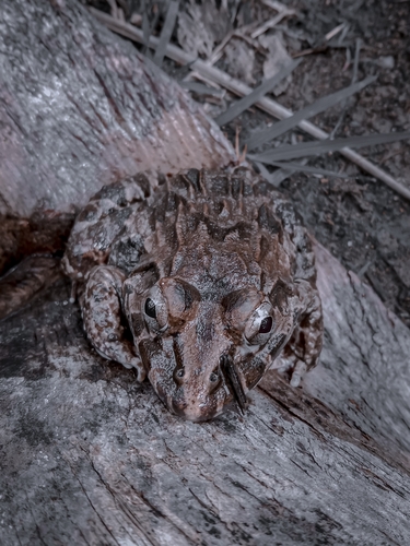 Fejervarya cancrivora