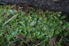 Lunularia cruciata