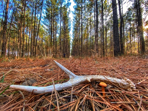White-tailed Deer photographed in Arkansas