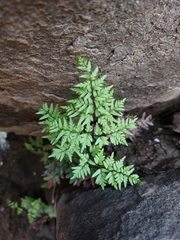 Cheilanthes quadripinnata